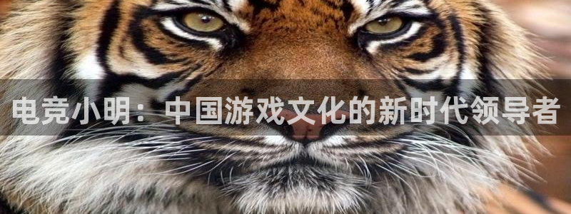 多宝电竞官网