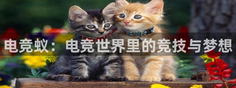 多宝电竞app