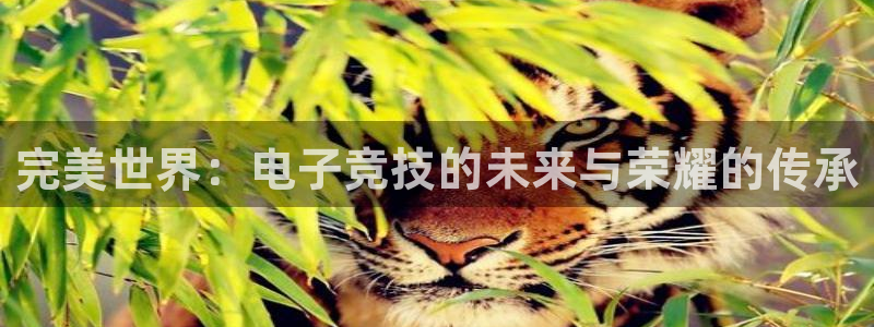 DB多宝电竞
